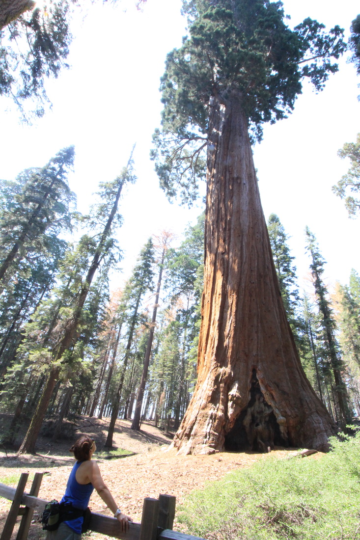 sequoia kingscanyon vacationplanner